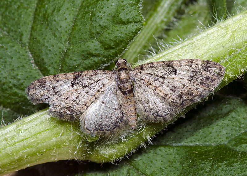 Geometridae Eupithecia dodoneata